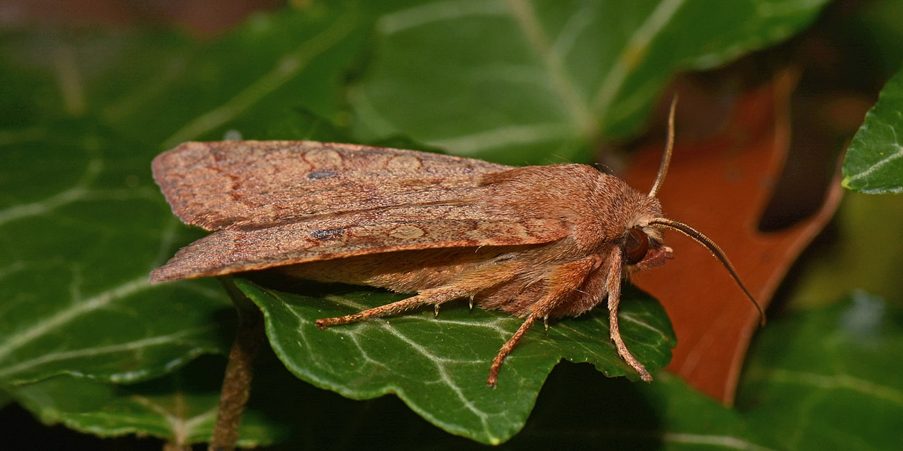 Noctuidae:   Agrochola (Sunira) circellaris